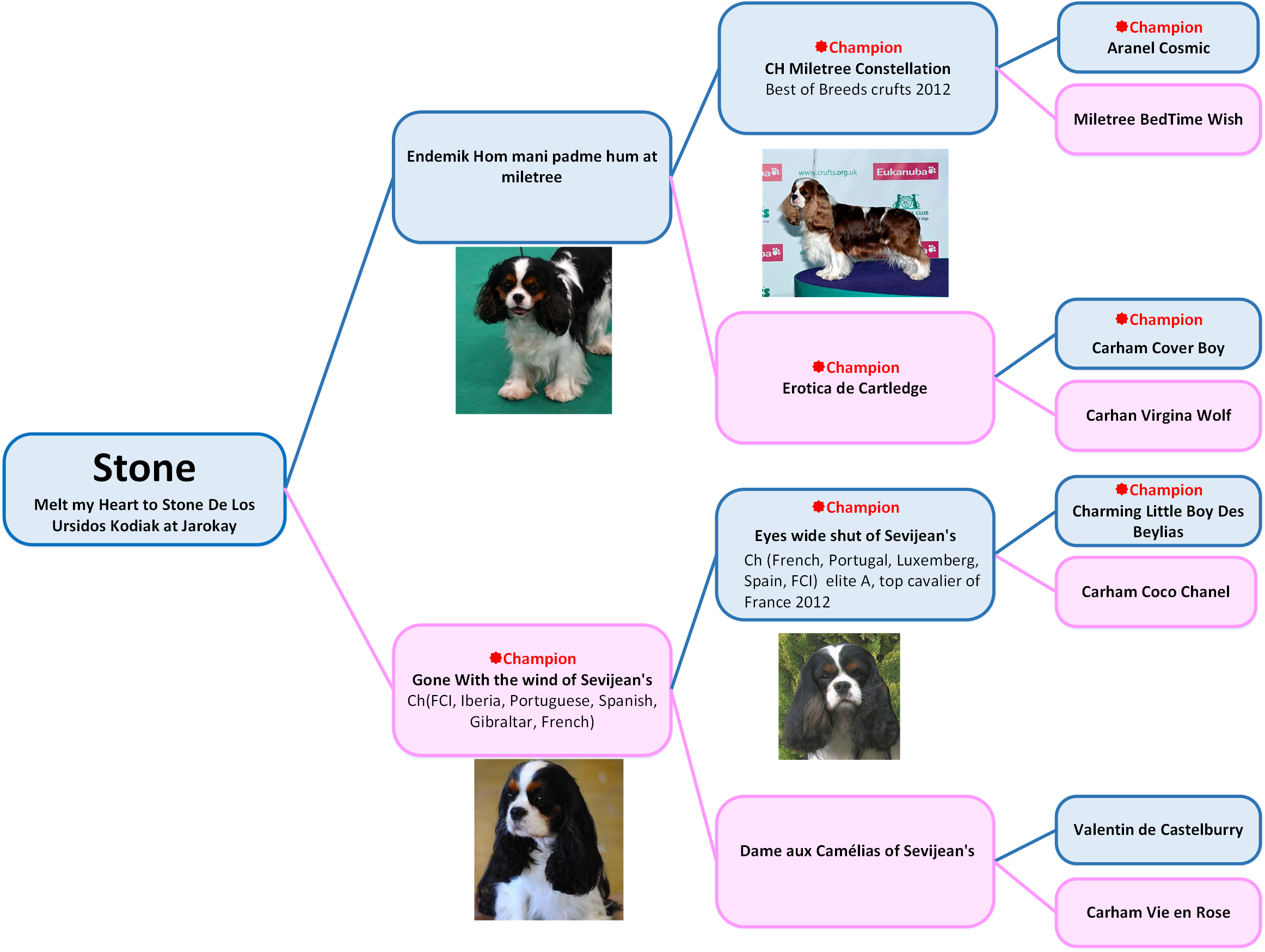 Stone family tree